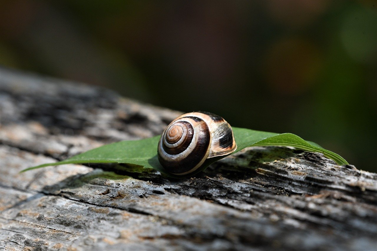 How to Create a Wildlife Habitat in Your Backyard